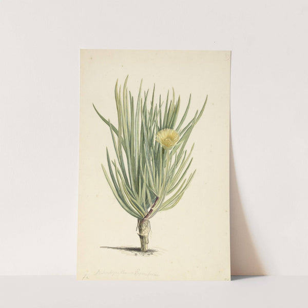 Narrow-leaved Iceplant in Bloom by Laurens Vincentsz. van der Vinne