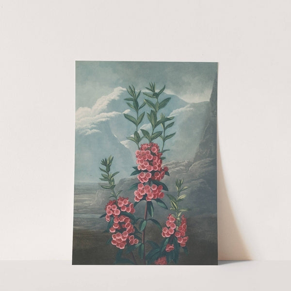 Narrow-leaved kalmia (1807) by Robert John Thornton