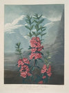 Narrow-Leaved Kalmia