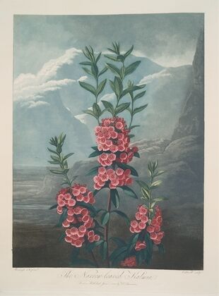 Narrow-Leaved Kalmia