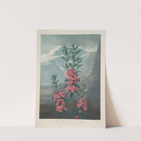Narrow-Leaved Kalmia by Robert John Thornton