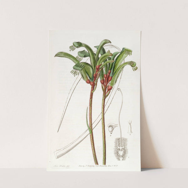 Narrow-leaved Manglesian Anigozanthus by Sydenham Edwards