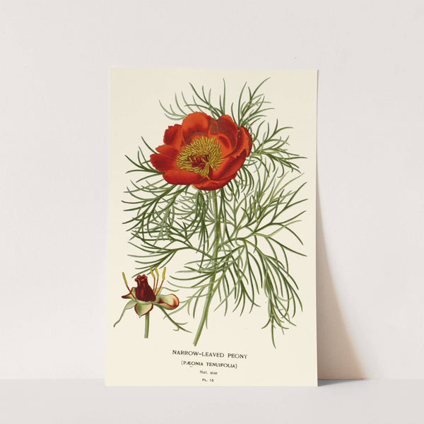 Narrow-leaved Peony (1896-1897) by Edward Step