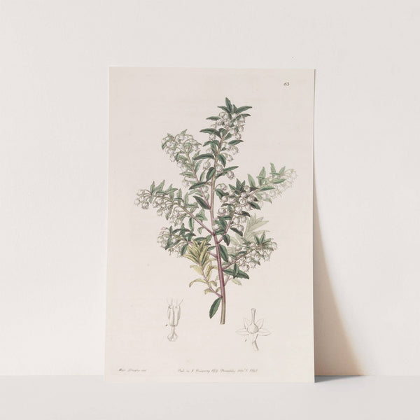 Narrow-leaved Pernettya by Sydenham Edwards