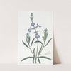 Narrow-leaved Sage by Sydenham Edwards