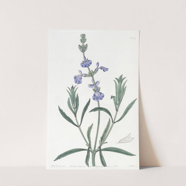 Narrow-leaved Sage by Sydenham Edwards