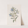 Narrow-leaved Sollya by Sydenham Edwards