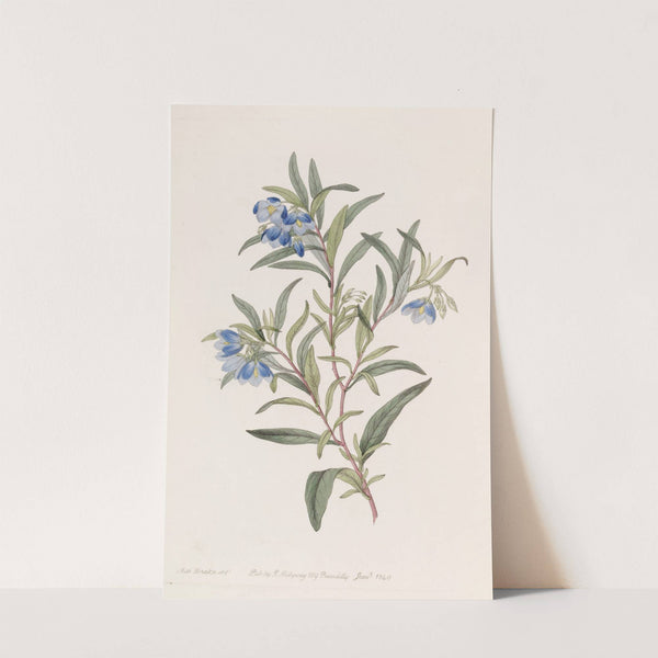 Narrow-leaved Sollya by Sydenham Edwards