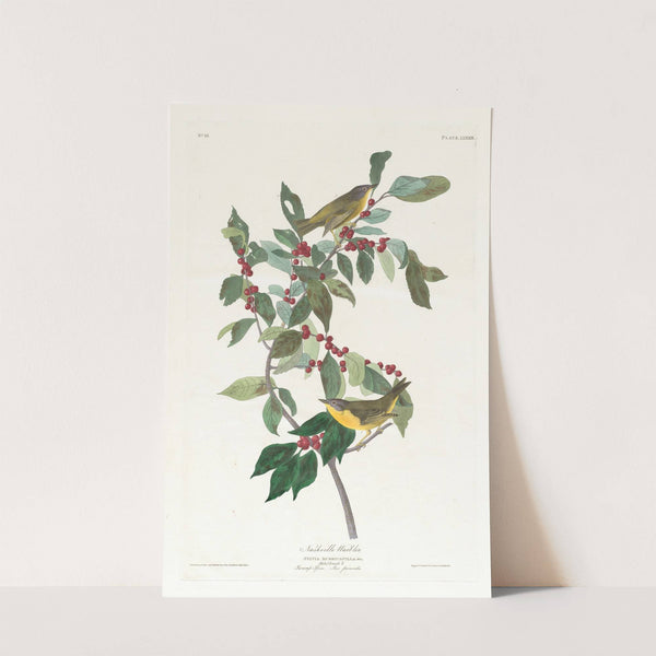 Nashville warbler by John James Audubon