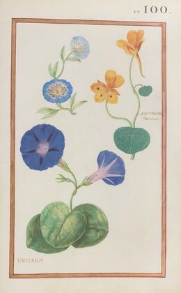Nasturcium indicum ; vaulubilis (1624)