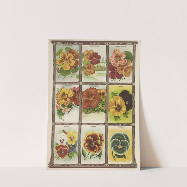 Nasturtium, Pansy (1921) by Genesee Valley Lithograph Co.