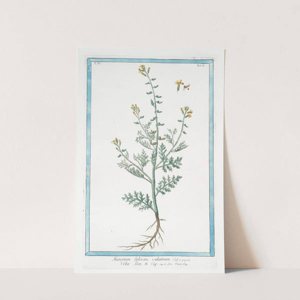 Nasturtium Sylvestre, valentinum - Vella Linn. H. Cliff. (Wild watercress) by Giorgio Bonelli