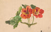 Nasturtium twig