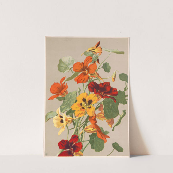 Nasturtiums (1885) by Louis Prang & Co.