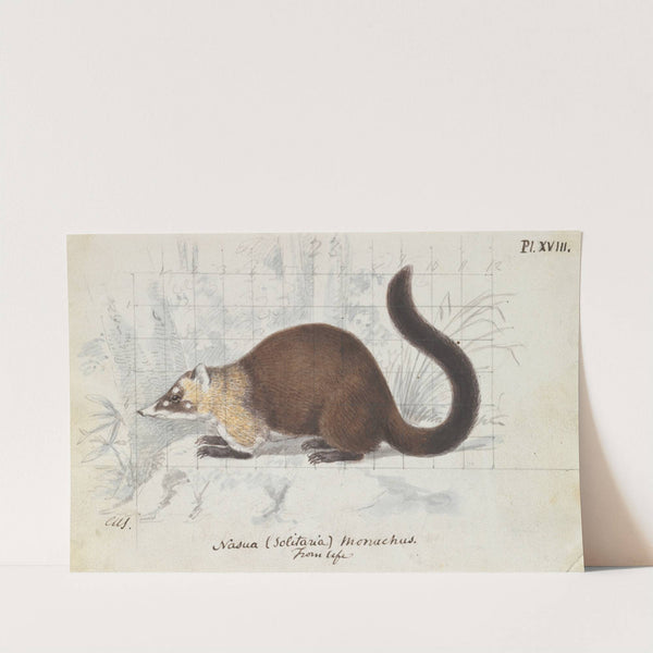 Nasua (Solitaria) Monachus, From Life (1837) by Charles Hamilton Smith