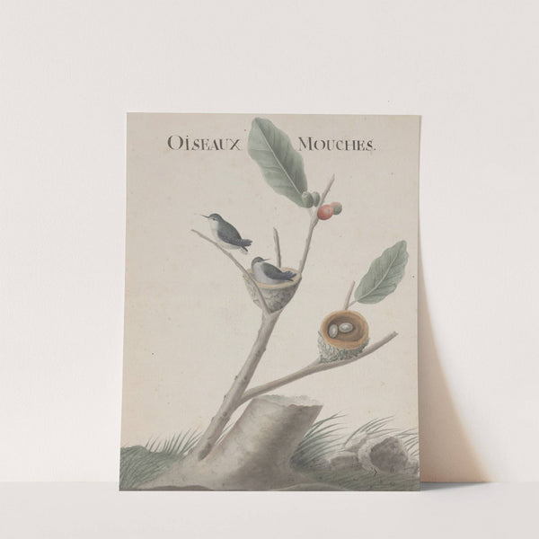 Natural history of Saint Domingue Pl.001 by René de Rabié