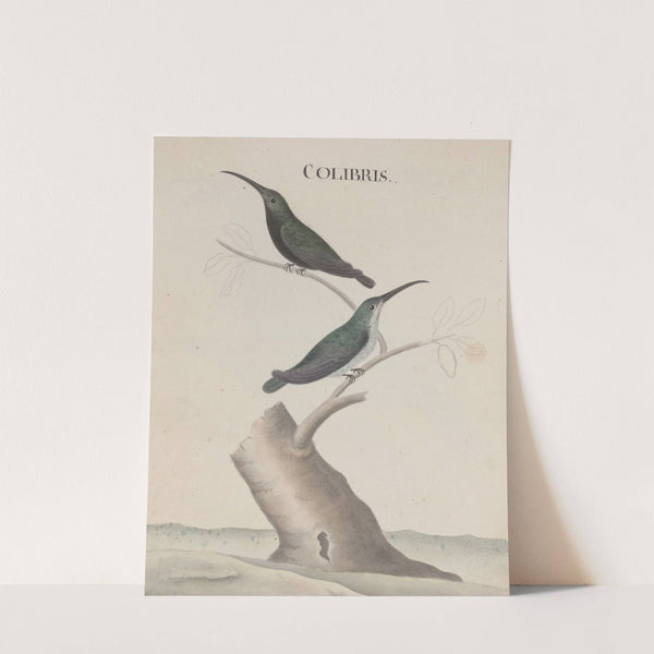 Natural history of Saint Domingue Pl.002 by René de Rabié