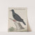 Natural history of Saint Domingue Pl.003 by René de Rabié