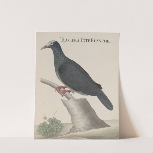 Natural history of Saint Domingue Pl.003 by René de Rabié
