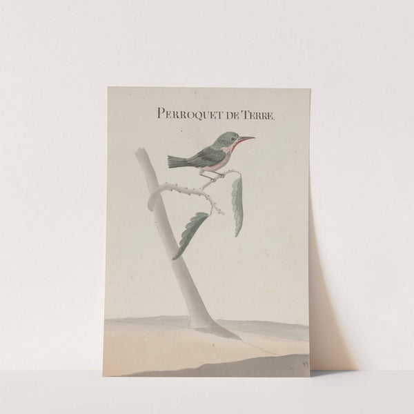 Natural history of Saint Domingue Pl.008 by René de Rabié