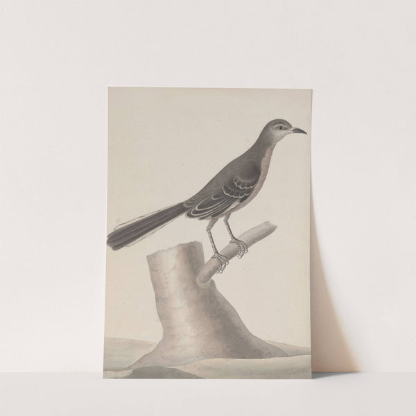 Natural history of Saint Domingue Pl.009 by René de Rabié