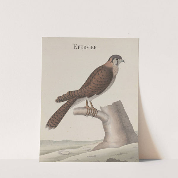 Natural history of Saint Domingue Pl.013 by René de Rabié