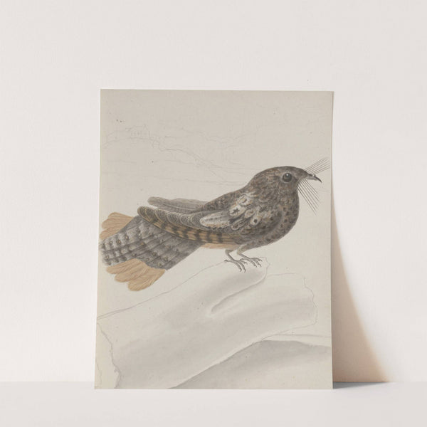 Natural history of Saint Domingue Pl.014 by René de Rabié