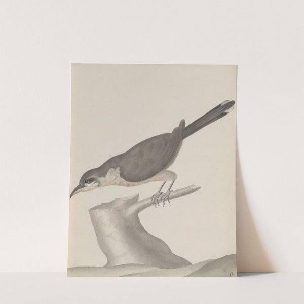 Natural history of Saint Domingue Pl.017 by René de Rabié