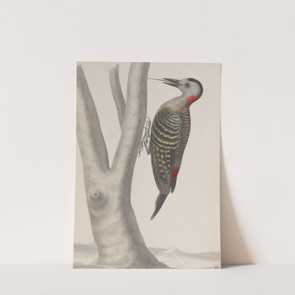 Natural history of Saint Domingue Pl.019 by René de Rabié