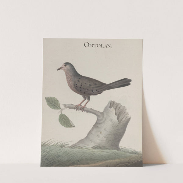 Natural history of Saint Domingue Pl.021 by René de Rabié