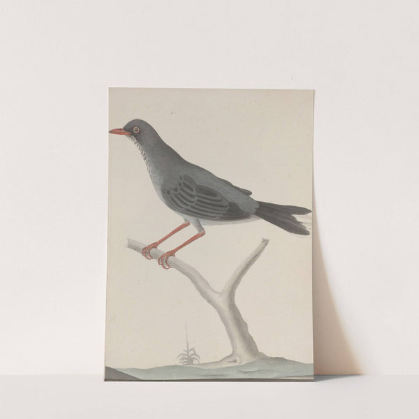 Natural history of Saint Domingue Pl.023 by René de Rabié