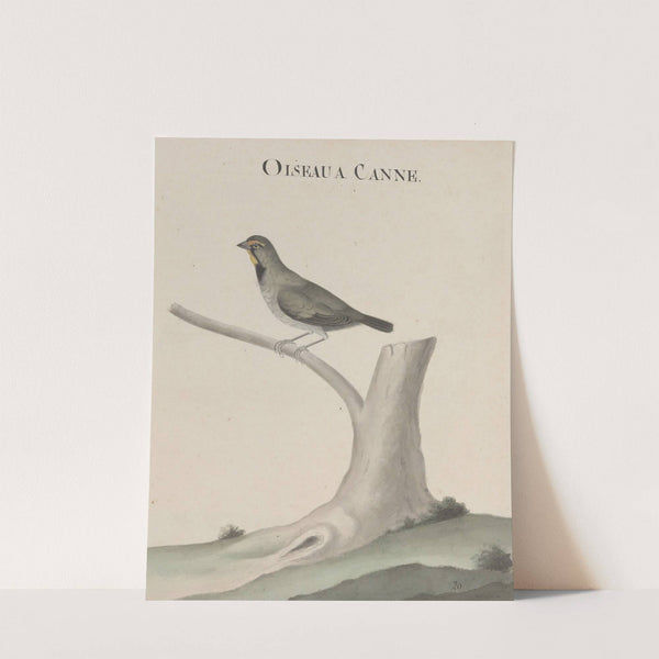 Natural history of Saint Domingue Pl.026 by René de Rabié