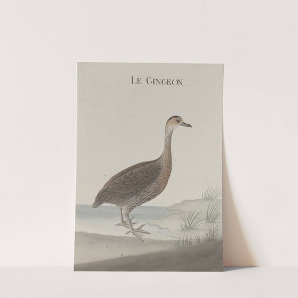 Natural history of Saint Domingue Pl.032 by René de Rabié