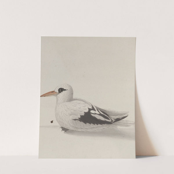 Natural history of Saint Domingue Pl.039 by René de Rabié