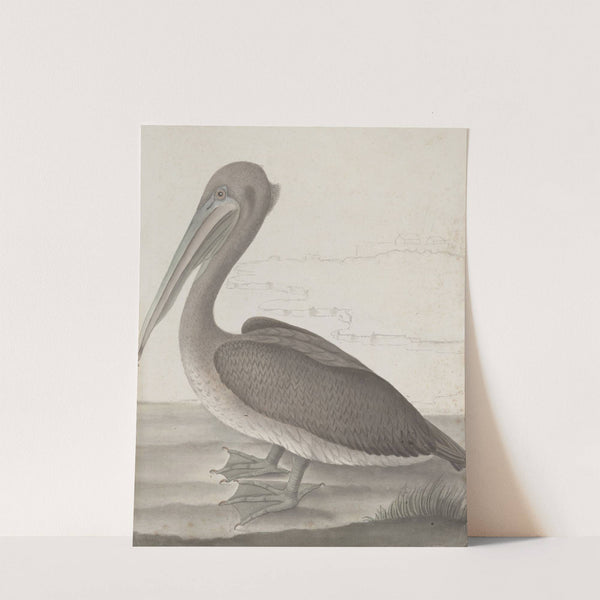 Natural history of Saint Domingue Pl.040 by René de Rabié