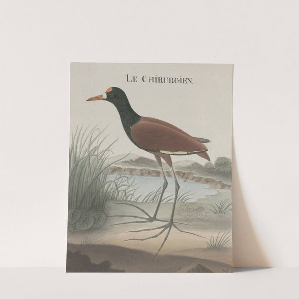 Natural history of Saint Domingue Pl.044 by René de Rabié