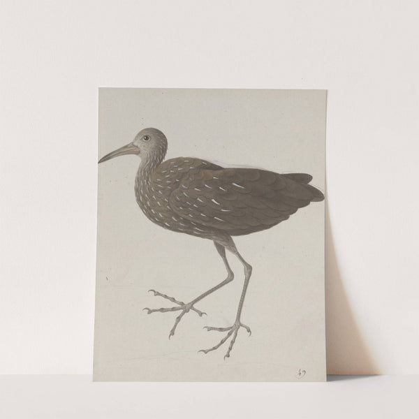 Natural history of Saint Domingue Pl.045 by René de Rabié