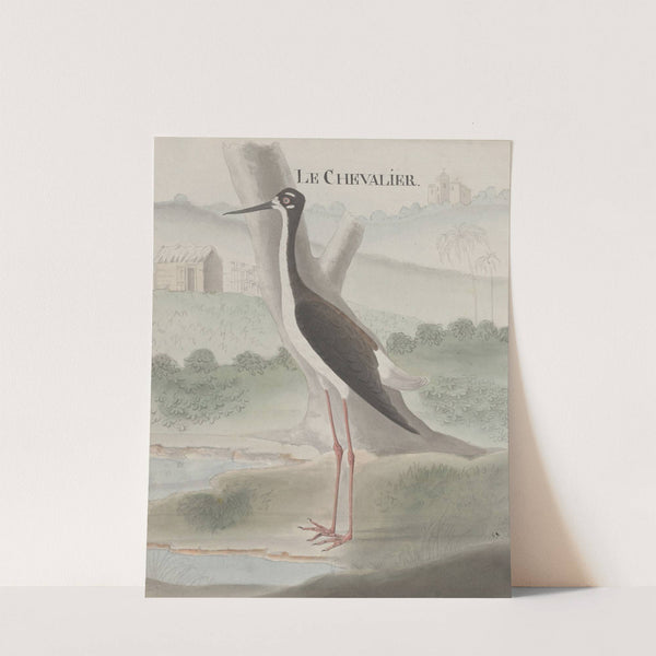 Natural history of Saint Domingue Pl.052 by René de Rabié