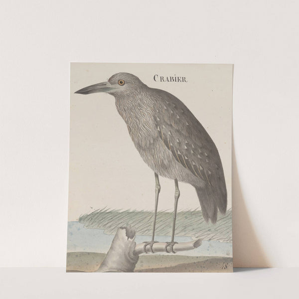 Natural history of Saint Domingue Pl.053 by René de Rabié