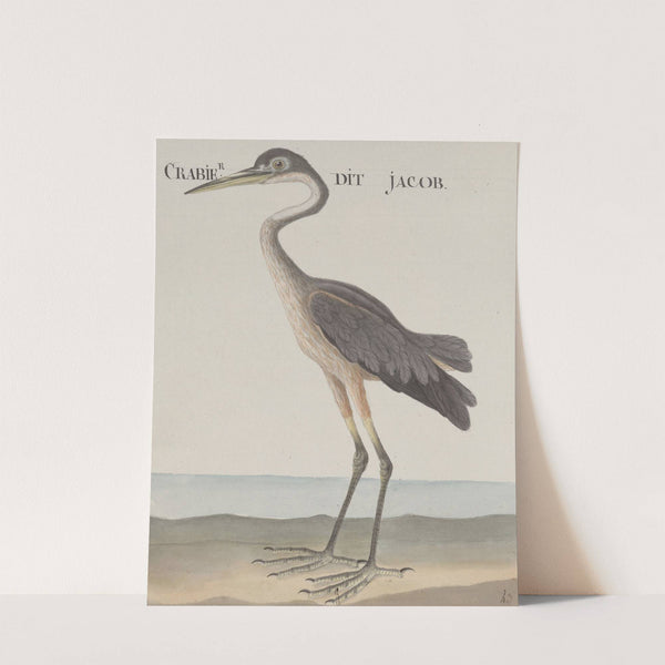 Natural history of Saint Domingue Pl.055 by René de Rabié