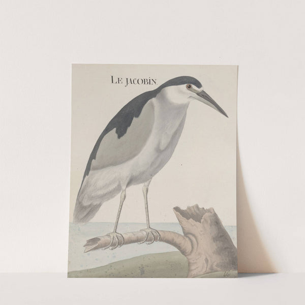 Natural history of Saint Domingue Pl.057 by René de Rabié