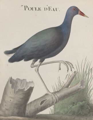 Natural history of Saint Domingue Pl.058