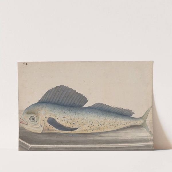 Natural history of Saint Domingue Pl.060 by René de Rabié