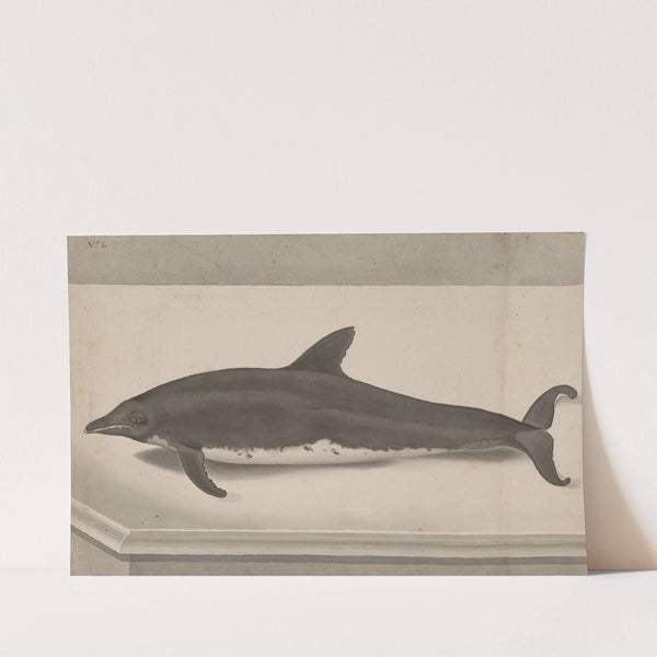 Natural history of Saint Domingue Pl.061 by René de Rabié