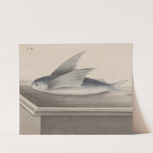 Natural history of Saint Domingue Pl.063 by René de Rabié