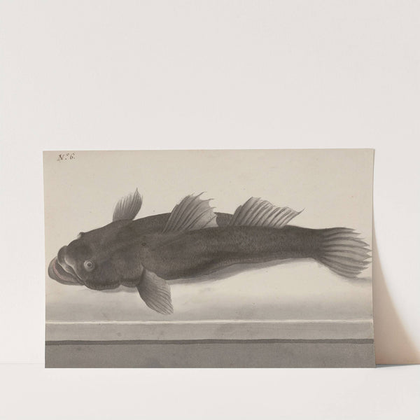 Natural history of Saint Domingue Pl.064 by René de Rabié