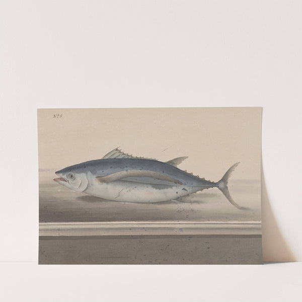 Natural history of Saint Domingue Pl.065 by René de Rabié