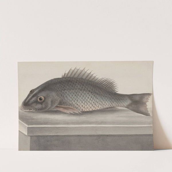 Natural history of Saint Domingue Pl.067 by René de Rabié