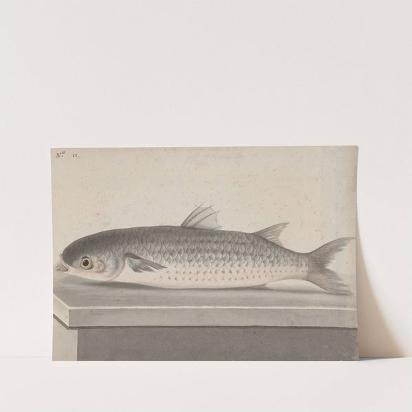 Natural history of Saint Domingue Pl.069 by René de Rabié