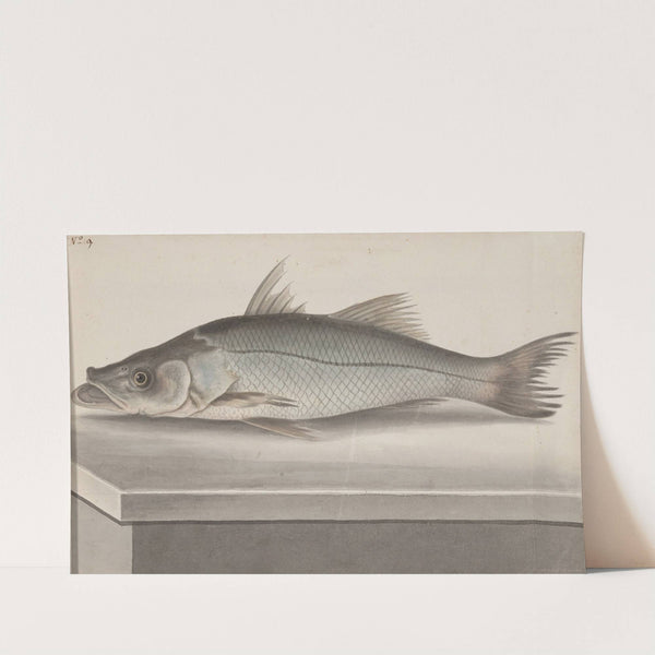 Natural history of Saint Domingue Pl.070 by René de Rabié